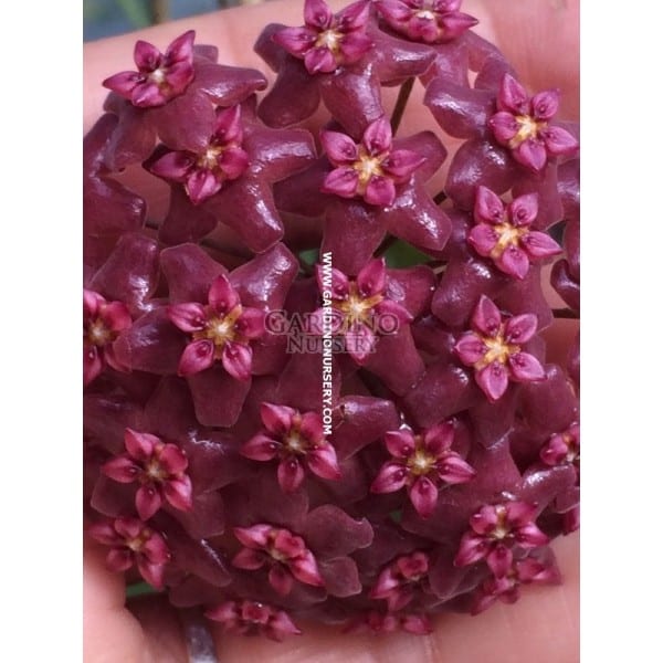 HOYA BUTLERIANA