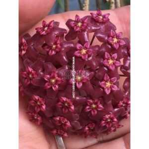HOYA BUTLERIANA