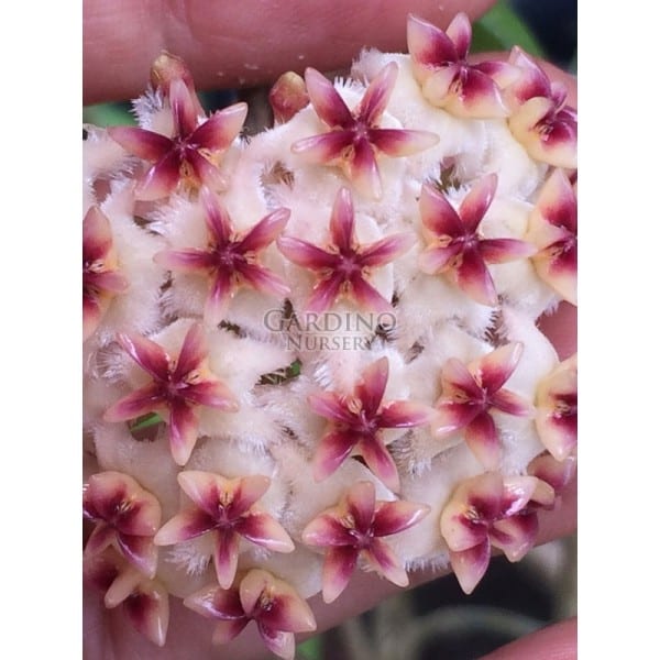 HOYA ERYTHROSTEMMA