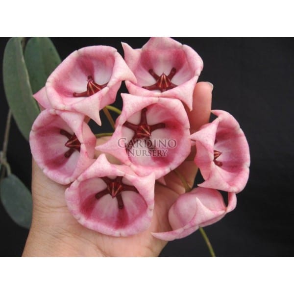 HOYA ARCHBOLDIANA PINK FLOWERS