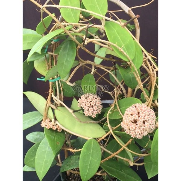 HOYA ACUTA 'PINK'