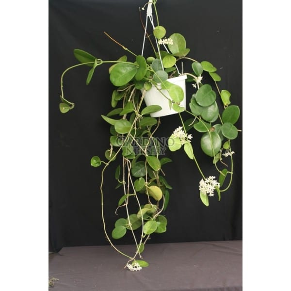 HOYA AUSTRALIS 'KAPOHO'