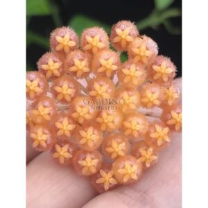 HOYA ROSARIOAE