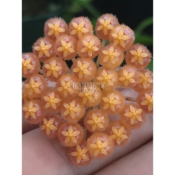 HOYA ROSARIOAE