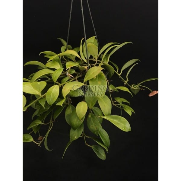 HOYA ROSARIOAE