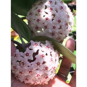 HOYA FUNGII