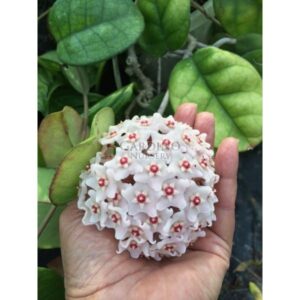 HOYA FUNGII