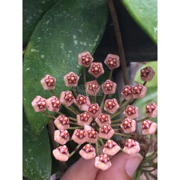 HOYA MICRANTHA EPC-368