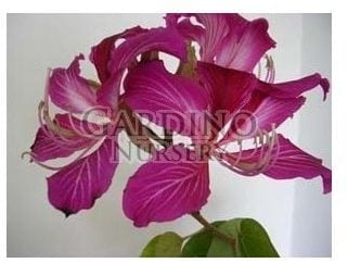 BAUHINIA X BLAKEANA - Hong Kong Orchid Tree