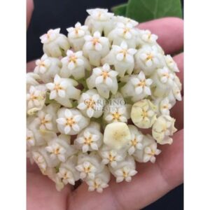 HOYA SP. EPC-620