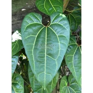 ARISTOLOCHIA LEUCONEURA - Pipe Flower