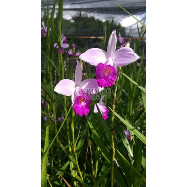 ARUNDINA GRAMINIFOLIA 'GIANT' - Bamboo Ground Orchid