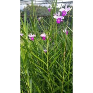 ARUNDINA GRAMINIFOLIA 'GIANT' - Bamboo Ground Orchid