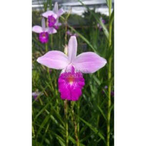ARUNDINA GRAMINIFOLIA 'GIANT' - Bamboo Ground Orchid