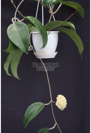 HOYA SP. THAI 3
