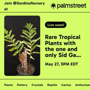 Rare Plant LIVE SALE on the Palmstreet App / May 27th