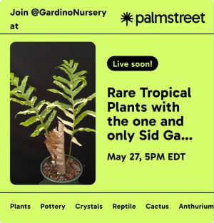 Rare Plant LIVE SALE on the Palmstreet App / May 27th