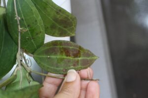 Hoya paulshirleyi (3" pot) - Image 10