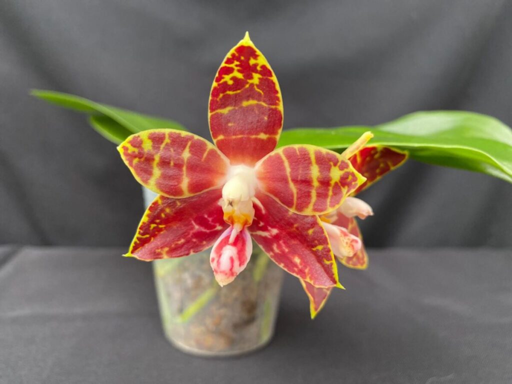 Phalaenopsis Amboinensis ‘wilson 3″ Pot Gardino Nursery