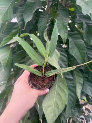 Hoya platycaulis (3" pot) - Image 2