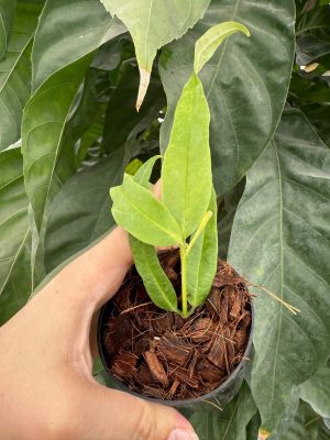 Hoya platycaulis (3" pot) - Image 12