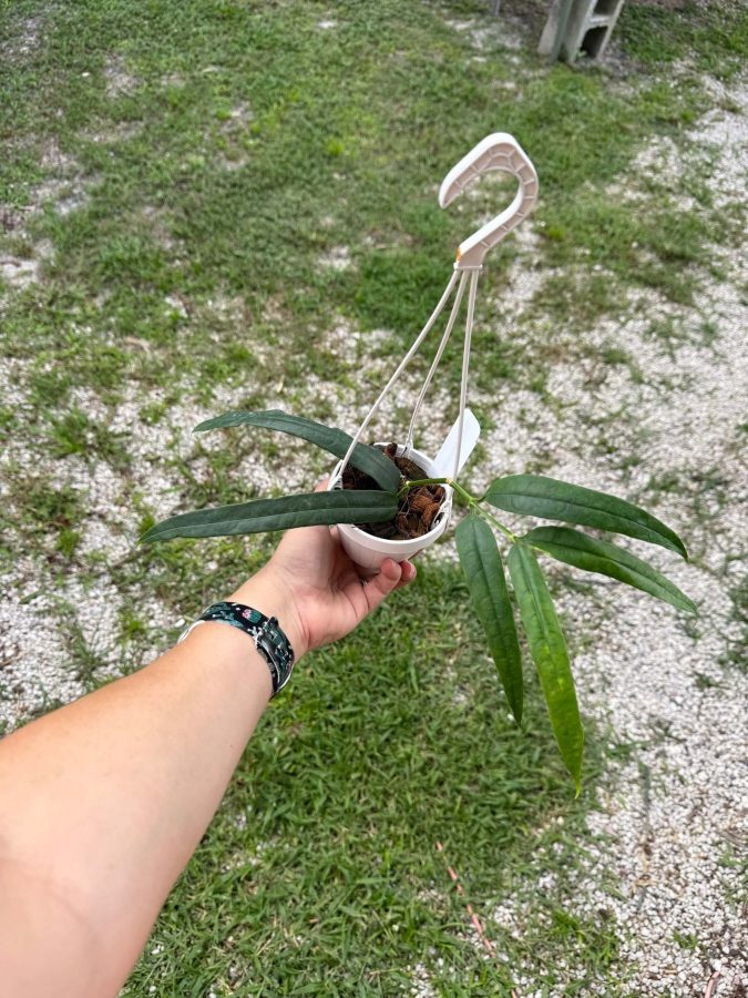 Hoya platycaulis (3″ pot) – Gardino Nursery