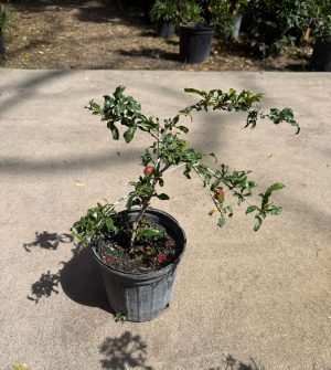 Punica granatum 'Nochi Shibari' - Flowering Pomegranate (6" pot) - Image 2