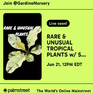 Assorted, Unusual, & Rare Tropical Plants LIVE on Palmstreet with MR. SID GARDINO / June 21st, starting at 12pm EDT