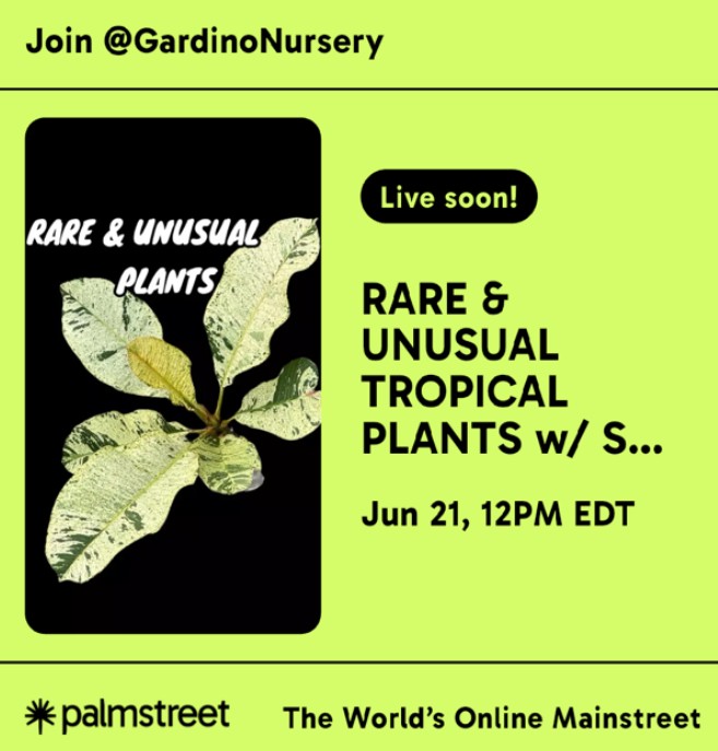 Assorted, Unusual, & Rare Tropical Plants LIVE on Palmstreet with MR. SID GARDINO / June 21st, starting at 12pm EDT