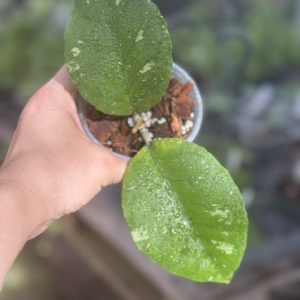 Hoya sp. Aceh 'Pumpkin' (3.5" pot)