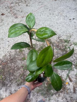 Hoya 'Puom Siam Ruby' (5" pot) - Image 2