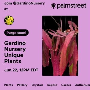 Purge Sale on Palmstreet! June 22nd, 12-6pm est