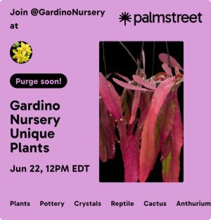 Purge Sale on Palmstreet! June 22nd, 12-6pm est