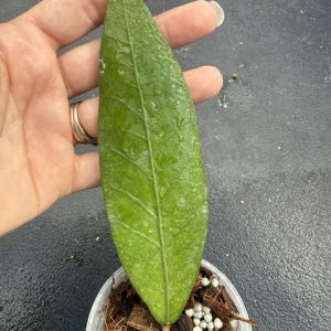 Hoya sp. Aceh 'Pusaka' (3" pot)