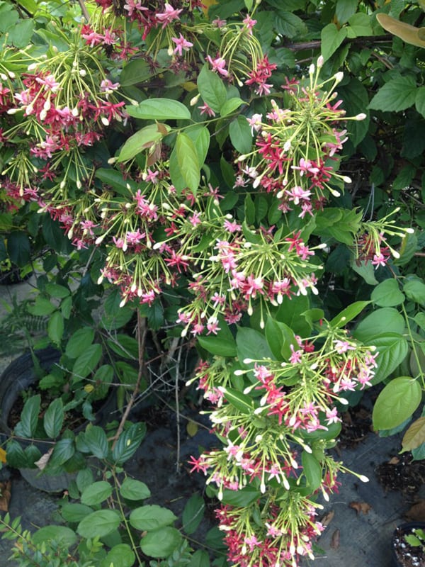 Rangoon Creeper Plant (quisqualis indica)