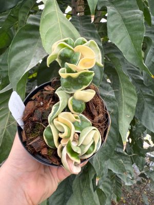 Hoya compacta 'Regalis' - Variegated Rope Hoya (4" pot) - Image 2