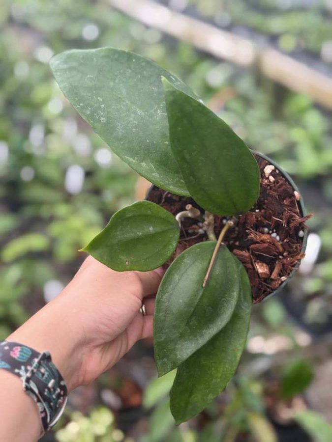 Hoya rigida IML 1424 (5″ pot) – Gardino Nursery