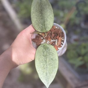 Hoya latifolia (Rimba Perak Silver) (3.5" pot)