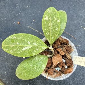 Hoya rintzii (splash) (3" pot)