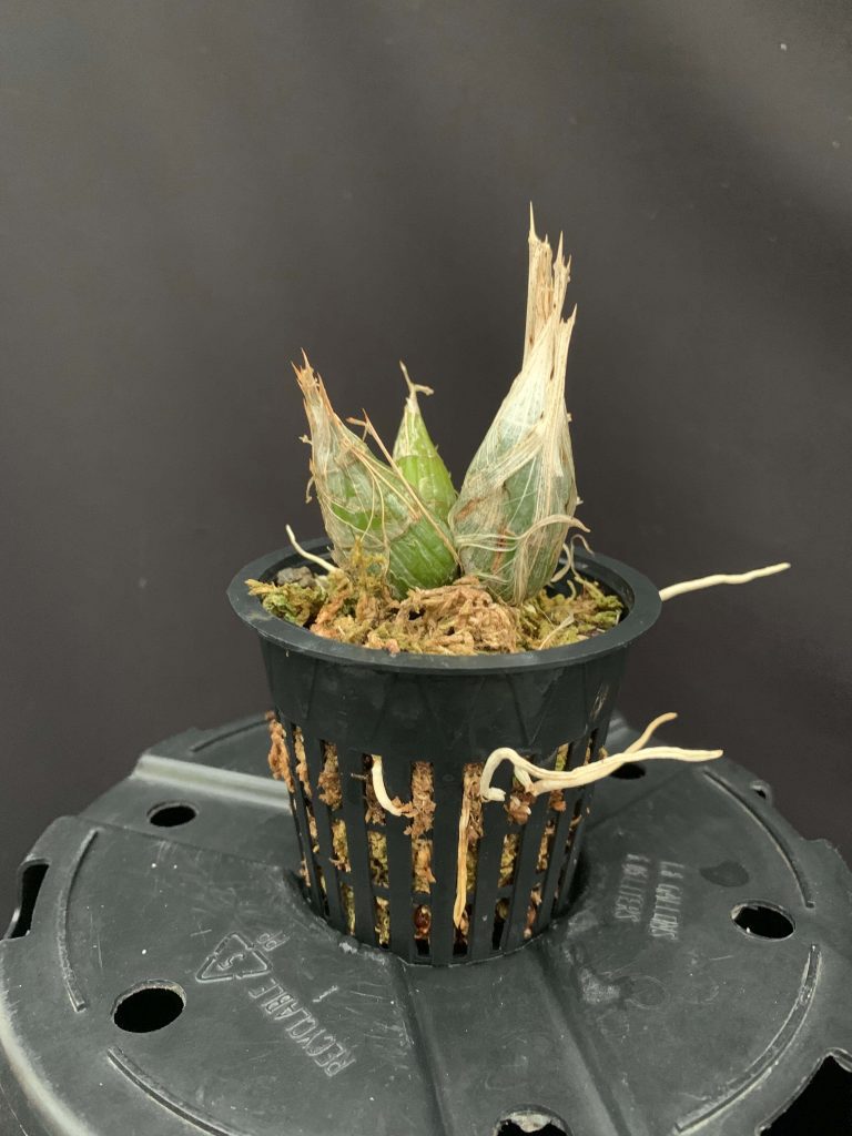 Clowesia rosea (3″ pot) (dormant) Gardino Nursery