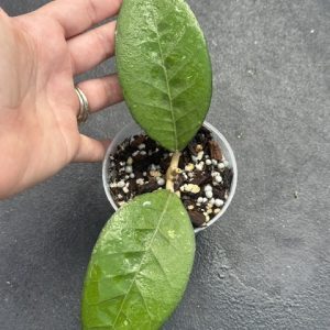 Hoya sp. Aceh Rob Van Dam (RVD) (3" pot)