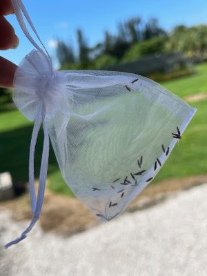 Hoya callistophylla (small leaves) (15 FRESH SEEDS) - Image 2