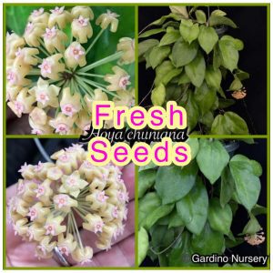 FRESH SEEDS: Hoya pachyphylla (FKA H. chuniana) (12 seeds per bag)