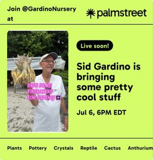 Rare Plant LIVE SALE on the Palmstreet App / July 6th - Image 2