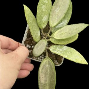 Hoya 'Silver Lady' (xiaojie 003) (3" pot)