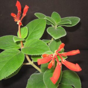 Fungicida Tannino per Marciumi Radicali 250g - Cifo - FloralGarden
