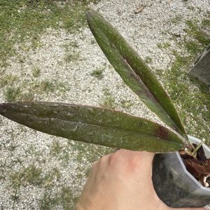 Hoya sulawesiana (outer variegated) (2.5" pot)
