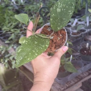 Hoya sp. Aceh Tamiang (3" pot)