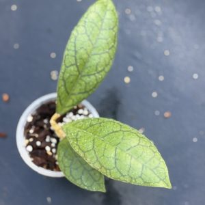 Hoya sp. Tanggamus x callistophylla (3.5" pot)
