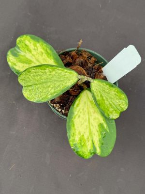 Hoya kerrii (inner variegated/spot) (4" pot)